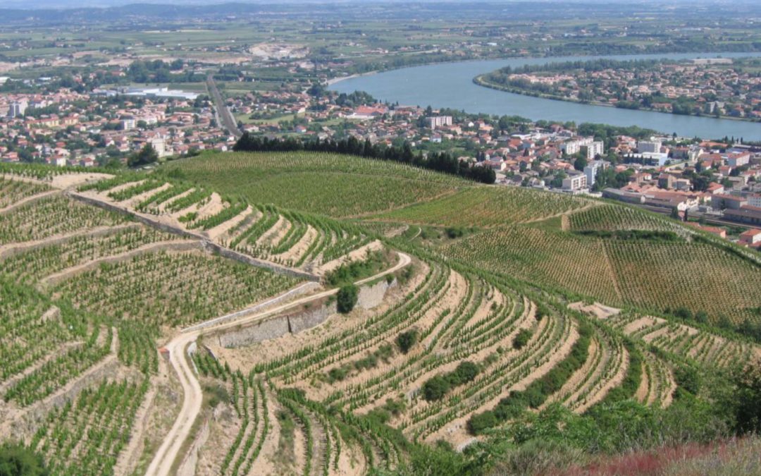 Bacchus « à la découverte des vignobles »