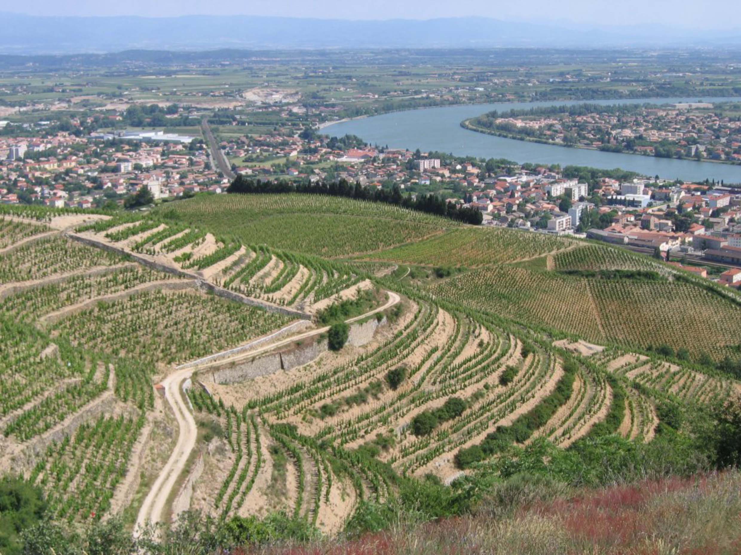 Bacchus « à la découverte des vignobles »