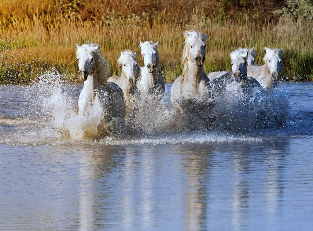 La Petite Camargue