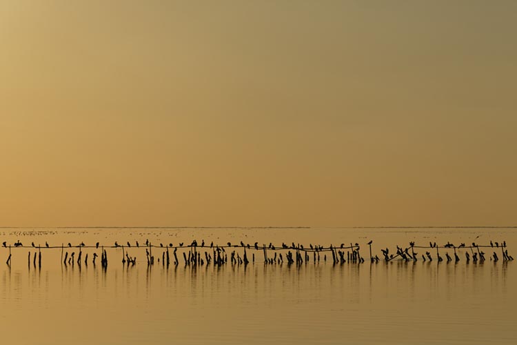 La Camargue & le rhône