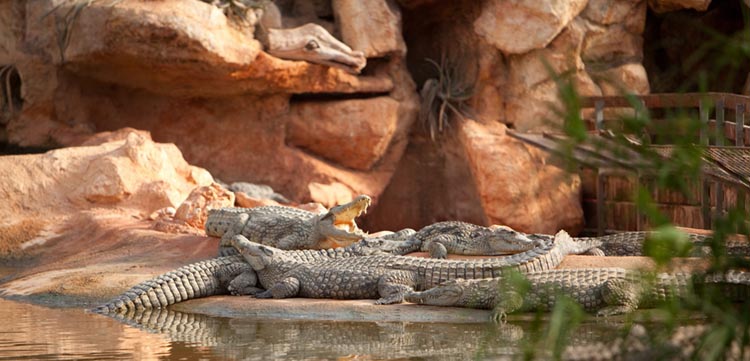 crocodiles au bord de l'eau de la ferme aux crocodiles