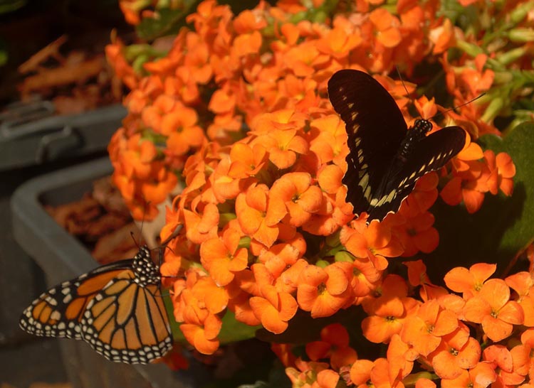 Le Jardin des découvertes & des papillons